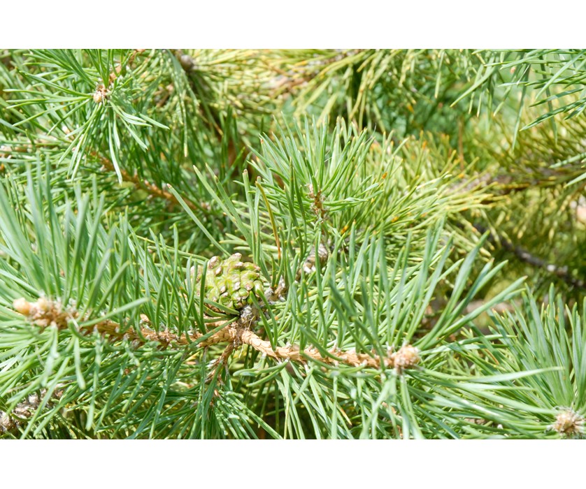 Hillside Creeper Pine